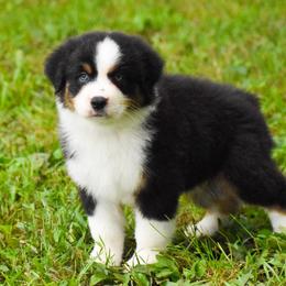 Isla - Black tri-color female Australian Shepherd puppy in Easton, Missouri from MMA Kennel