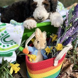Bernedoodle Puppies from Doodles & Spice