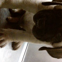 Mastiff and Neapolitan Mastiff Puppies from Sims English Mastiffs