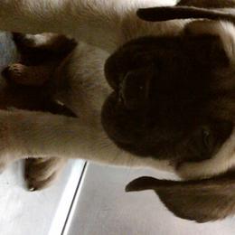 Mastiff and Neapolitan Mastiff Puppies from Sims English Mastiffs