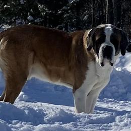 Judas - Saint Bernard