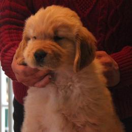Golden Retriever Puppies from Kim Kelley
