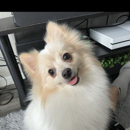 Pomeranian All Grown Up from Jennifer Sheppard