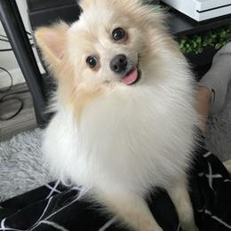 Pomeranian All Grown Up from Jennifer Sheppard