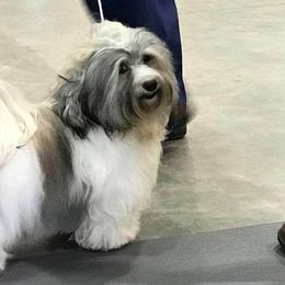 Havanese from Elbron Havanese