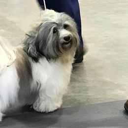 Havanese from Elbron Havanese