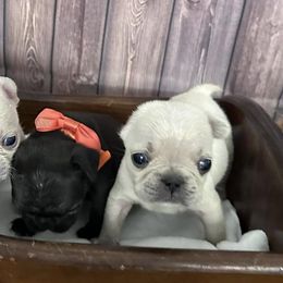 French Bulldogs from Kezia's French Bulldogs