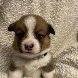 Girl 1 - White and red female Pembroke Welsh Corgi puppy in Dickinson, Texas from Gulf Coast Corgis