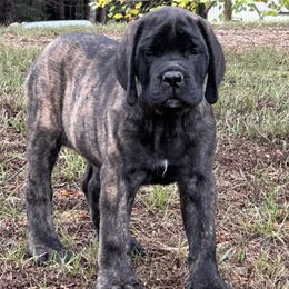 Beaver Creeks Purple Girl - Brindle female Mastiff puppy in Millport, Alabama from Beaver Creek Mastiffs