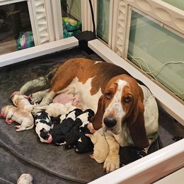 Girl 1 - Red and white female Basset Hound puppy in Greenleaf, Idaho from Happy Acre Bassets