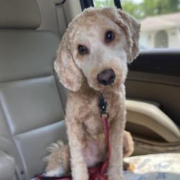 Taxie - Cream female Goldendoodle puppy in Ocala, Florida from Hancock Place Doodles