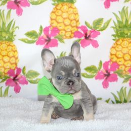 French Bulldog Puppies from Battery Creek Frenchies