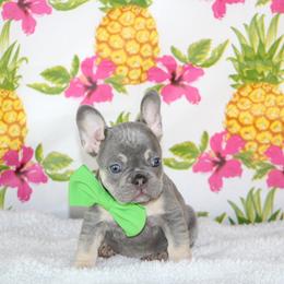 French Bulldog Puppies from Battery Creek Frenchies