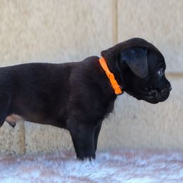 Orange collar - Black male Cane Corso puppy in Caliente, California from Rafter Cross 7