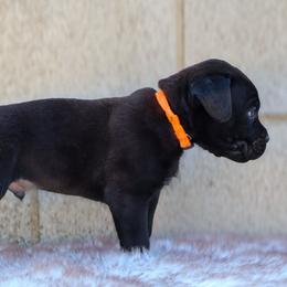 Orange collar - Black male Cane Corso puppy in Caliente, California from Rafter Cross 7