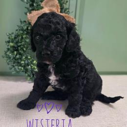 Wisteria - Black female Goldendoodle puppy in Lynn Haven, Florida from JoZy's Doodles