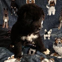 Stealth - Black male Siberian Husky puppy in Urbana, Ohio from Fairhaven's Siberian Huskies