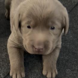 Boy 6 - male Labrador Retriever puppy in Fontana, California from Silver Labrador of Southern California
