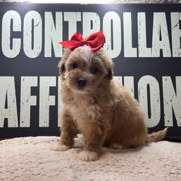 Brooke - Apricot female Maltipoo puppy in Berea, Kentucky from Blair’s Furry Friends