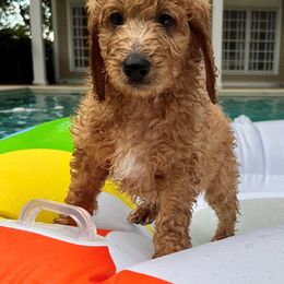 Goldendoodle Puppies from Lucky's Doodlez