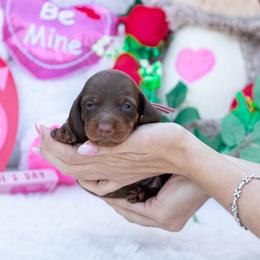 Jasmine - Chocolate and tan female Dachshund puppy in Fort Myers, Florida from Blossom Paws