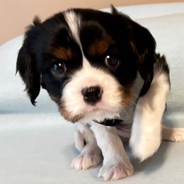 Cavalier King Charles Spaniel Puppies from Zodiac KKCavaliers