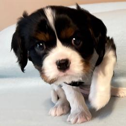 Cavalier King Charles Spaniel Puppies from Zodiac KKCavaliers