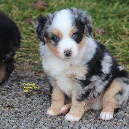 Yukon, blue eyes - Miniature American Shepherd puppy from Faithwalk Aussies and Mini American Shepherds