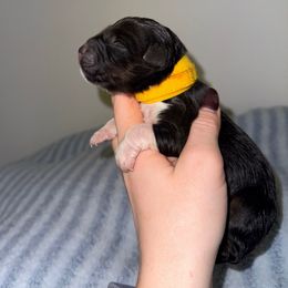 Evangeline - Black tri-color female Australian Shepherd puppy in Anniston, Alabama from All Hale Aussies