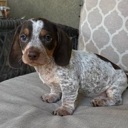 CKC Pluto - Piebald male Dachshund puppy in Joshua Tree, California from Desert Dreams Ranch