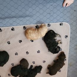 Labradoodle Puppies from Lillybrooke Acres