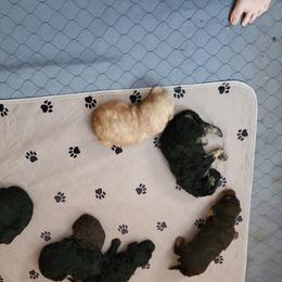 Labradoodle Puppies from Lillybrooke Acres