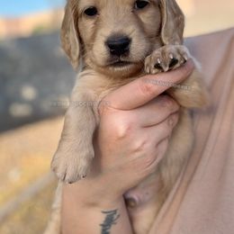 Aesop - Cream male Dachshund puppy in Arizona from Vonaducci Doxies, LLC.