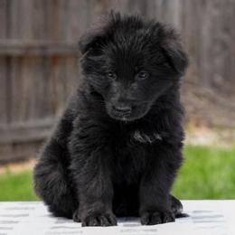 Orange collar - Black male German Shepherd puppy in Plumas Lake, California from Zwinger Vom Greifjäger