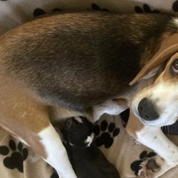 Beagles from Trevillian Beagles
