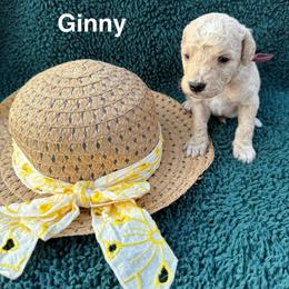 Ginny - Cream female Goldendoodle puppy in Conroe, Texas from Tails of Cypress