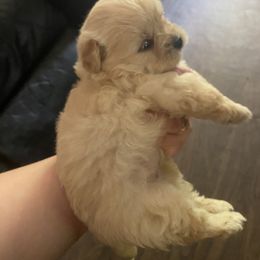 Pomeranian All Grown Up from Nikki’s Poms