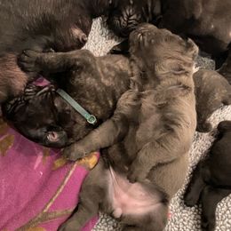 Cane Corso Puppies from Rock Creek Cane Corso