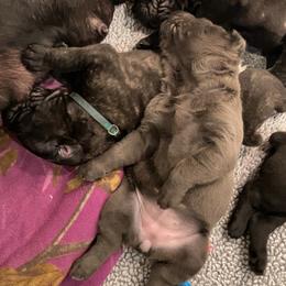 Cane Corso Puppies from Rock Creek Cane Corso