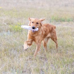 Mara - Golden Retriever