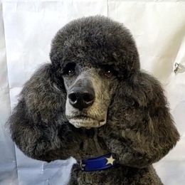 Cash - Poodle
