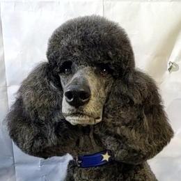 Cash - Poodle