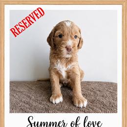 Penny Lane - Apricot female Goldendoodle puppy in Frostproof, Florida from Lover Dover Doodles