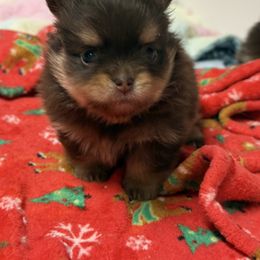 Mocha - Chocolate and tan female Pomeranian puppy in Newport Beach, California from Exotic City Pomeranians and chihuahuas