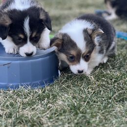 Australian Shepherd, Lagotto Romagnolo, and Pembroke Welsh Corgi Puppies from SS Australian Shepherds