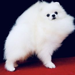 Frosty - Pomeranian