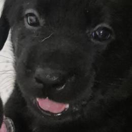 Sequoia red collar - Black female Labrador Retriever puppy in Greenwich, Ohio from Pure Gem Kennel