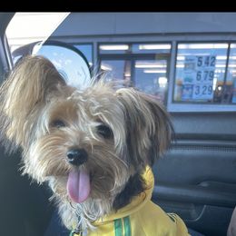 Karter - Yorkshire Terrier