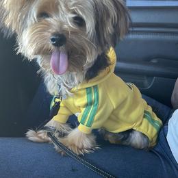 Karter - Yorkshire Terrier