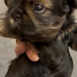 Hope - Brindle female Shih Tzu puppy in Boaz, Alabama from Happy Haven Farm